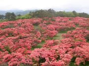 高柴山の写真2
