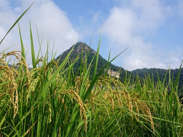 実りの風景と太郎坊宮_太郎坊宮