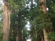 扇田神明社の写真2