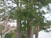 光岳寺の写真3