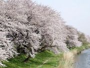 元荒川の桜並木の写真1