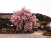 柿右衛門窯(柿右衛門古陶磁参考館)の写真1