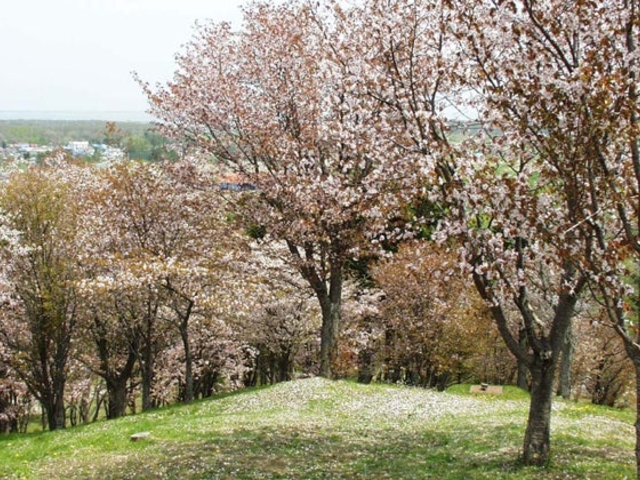 御園山公園の写真1
