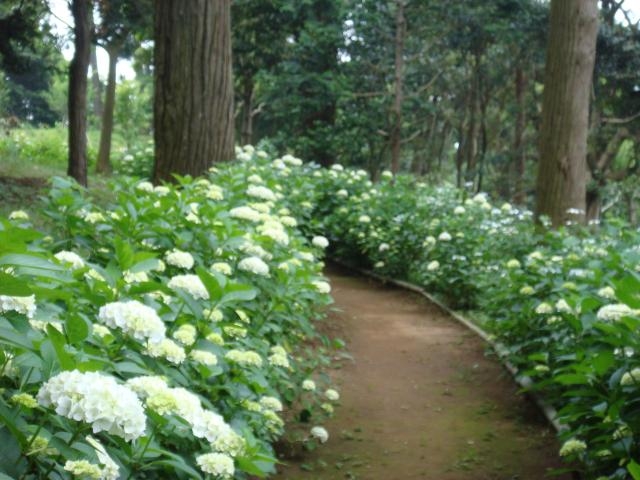 稲荷山公園の写真1