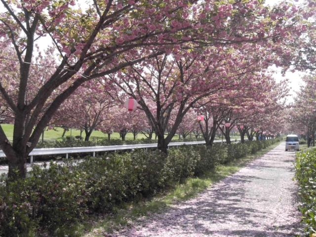 桜の森パークの写真1