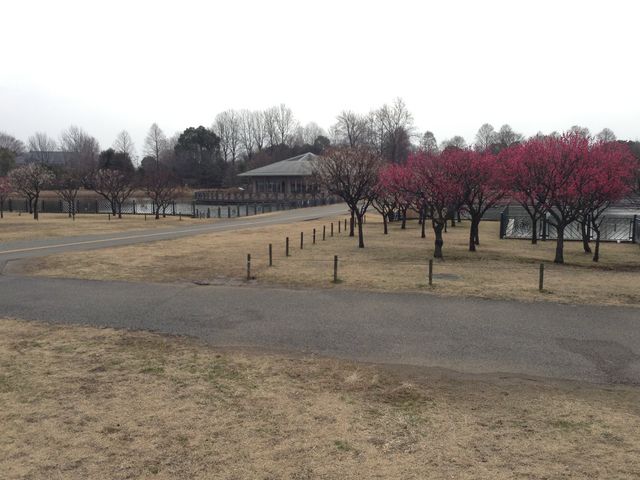 千葉県立柏の葉公園