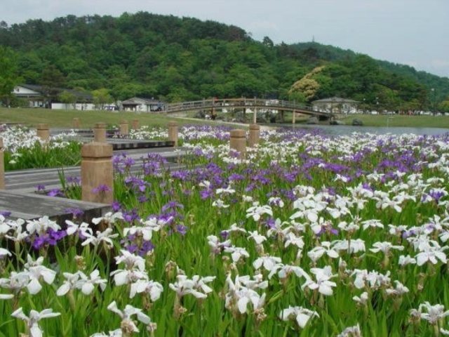 敦賀市総合運動公園花菖蒲園