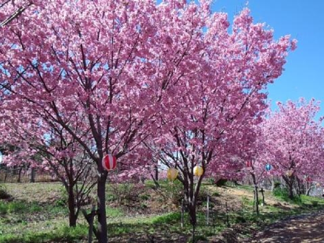創造の森横山の写真1