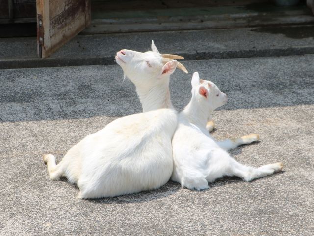 ヤギの親子_兵庫県立但馬牧場公園