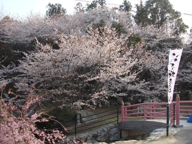 岩城桜公園の写真1