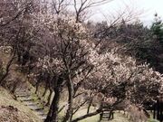 舘公園の写真1