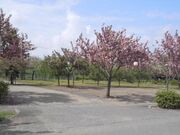 桜の森パークの写真2