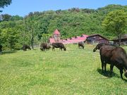 兵庫県立但馬牧場公園の写真2