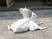兵庫県立但馬牧場公園の写真3