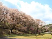 丸山公園の写真2