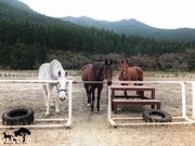 かわなべ馬事公苑の写真2