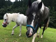 かわなべ馬事公苑の写真4