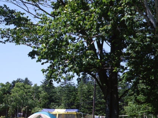 富士見ケ丘公園キャンプ場の写真1