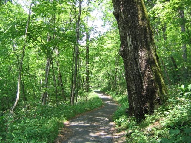 ポロトの森 巨木_ふるさと2000年の森 ポロトの森キャンプ場