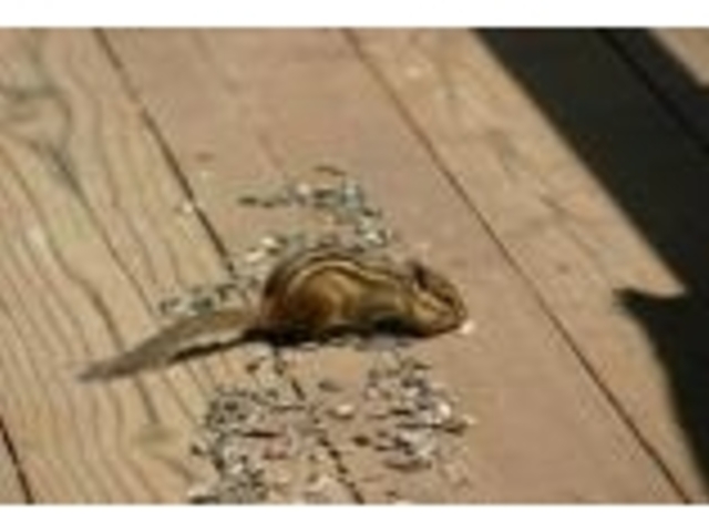 ポロトの森に生息するしまりす_ふるさと2000年の森 ポロトの森キャンプ場