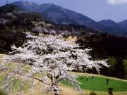 大秦野カントリークラブの写真1