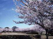 甘木公園の桜の写真1