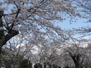 丸山公園の写真1