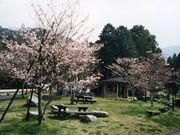 一本松公園(昭和の森)の写真1