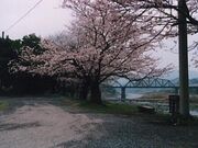 保木公園の写真1