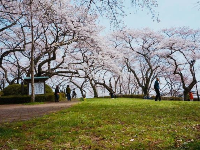 館山_館山の桜