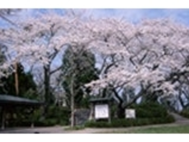 館山の桜