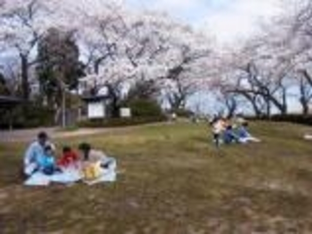 館山の桜