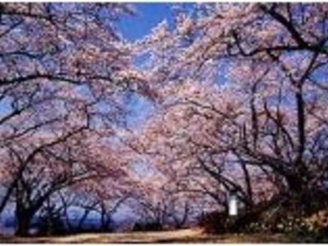 館山公園の桜の写真1