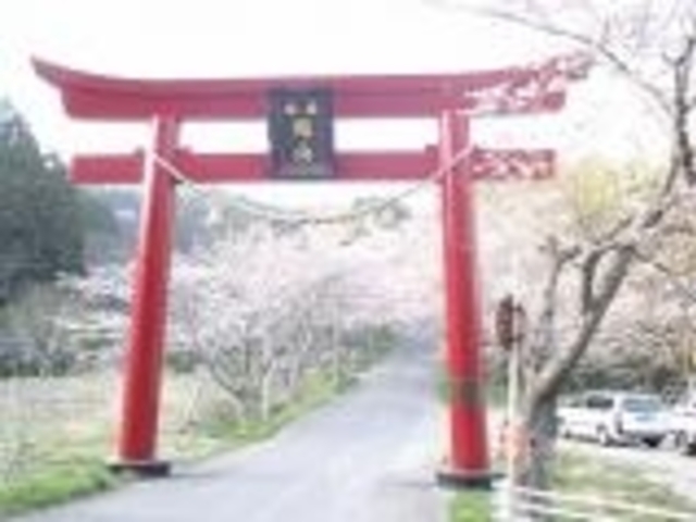 旭山の桜の写真1