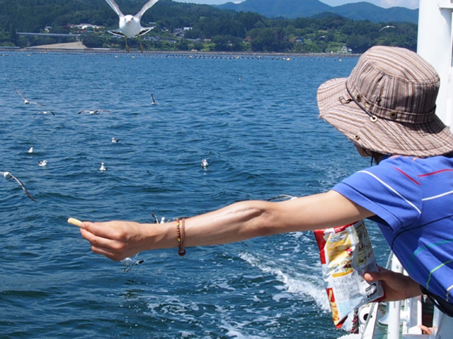 【志津川湾観光船】ウミネコの餌やり体験_南三陸ホテル観洋