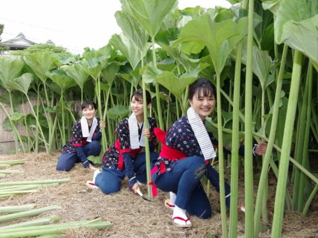 仁井田の秋田フキの写真1