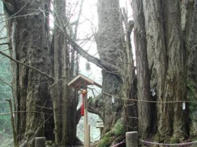 銀杏山神社の大イチョウの写真1