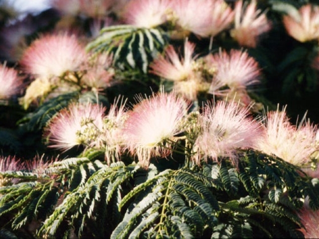 ネムの花_ねむの花