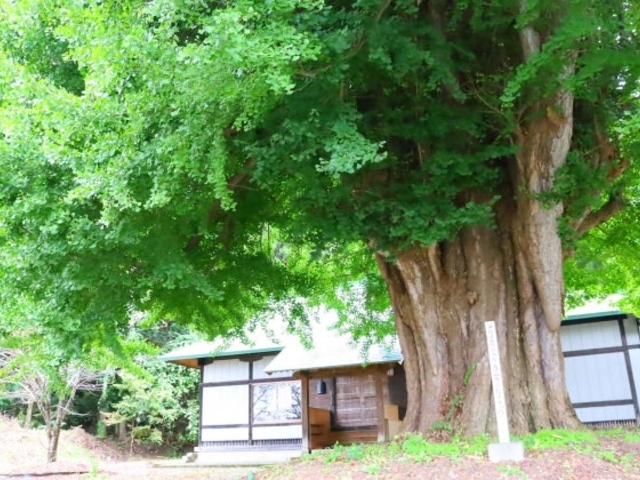 真山寺の乳いちょうの写真1