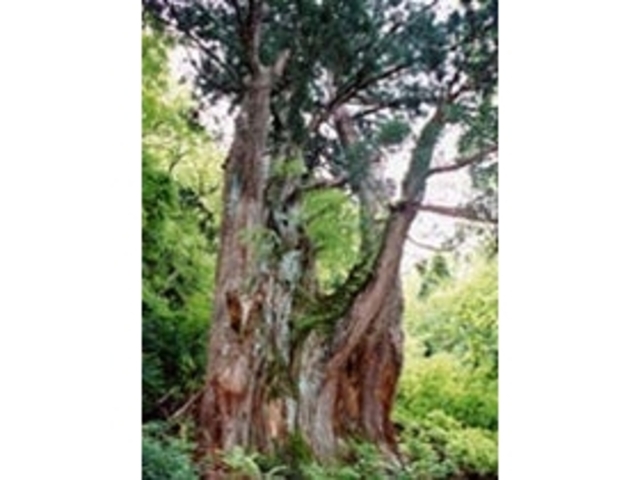オブ山の大杉の写真1