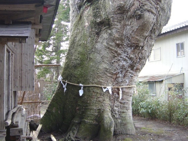 文下のケヤキ_文下のケヤキ
