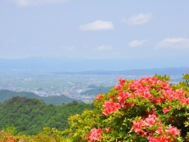 鳩峰高原のツツジの写真1