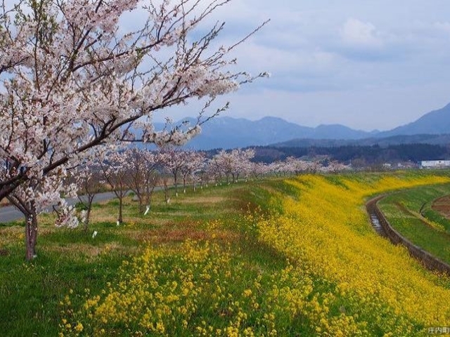 桜回廊の写真1