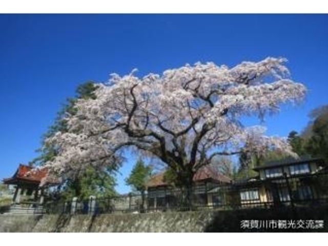 永泉寺_永泉寺の枝垂れ桜