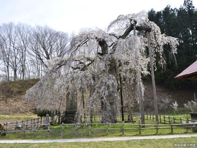 永泉寺の枝垂れ桜
