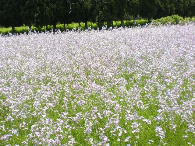 アザキ大根の花_太郎布高原