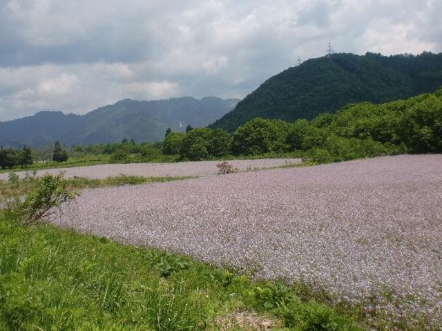 アザキ大根の花畑_太郎布高原