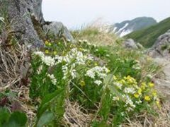飯豊連峰の高山植物の写真1