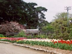 須賀川牡丹園のチューリップの写真1