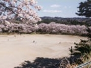 相山公園の桜の写真1